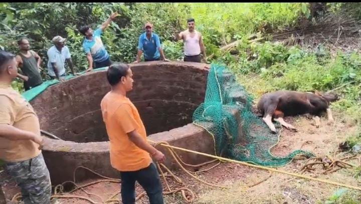 गुहागर तालुक्यातील पालपेणे येथे विहिरीत पडलेल्या रानगाव्याची सुखरूप सुटका..!